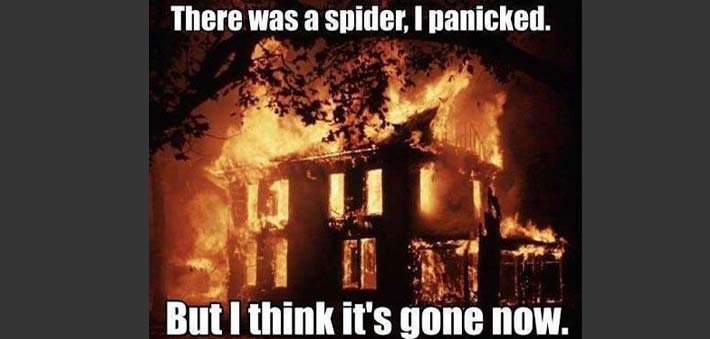When Spider Fear Takes Over