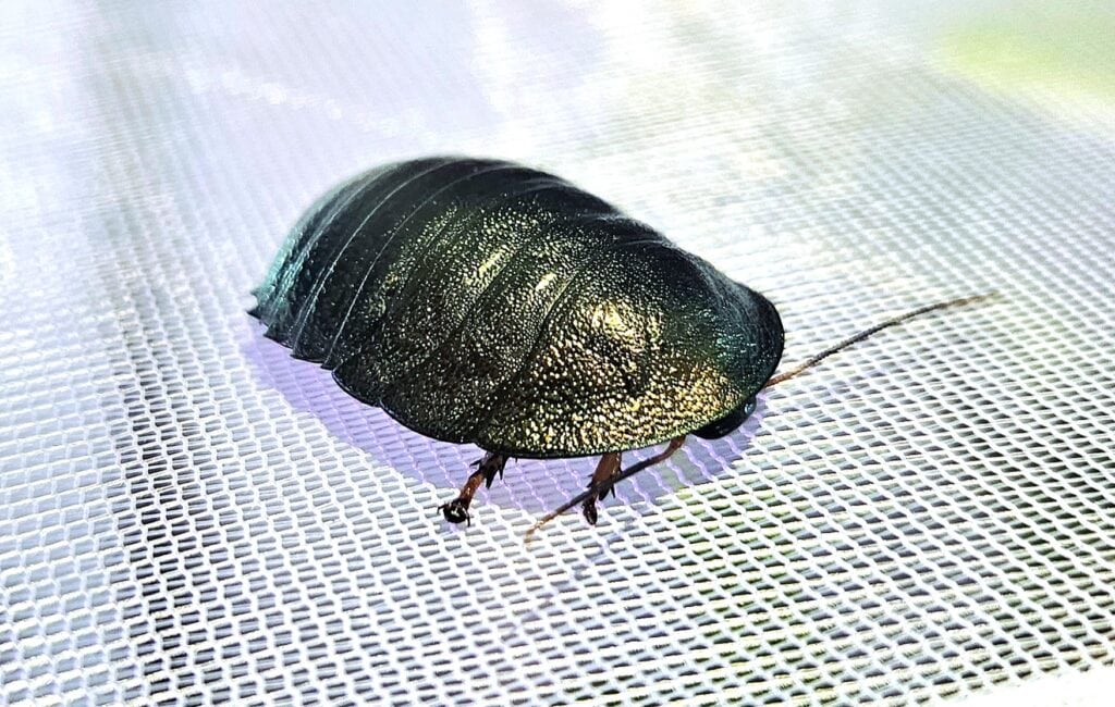 Emerald Cockroach Creature Courage